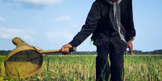 Nampaling jadi Tradisi Unik di Pangandaran, Tangkap Belalang Pakai Anyaman Bambu