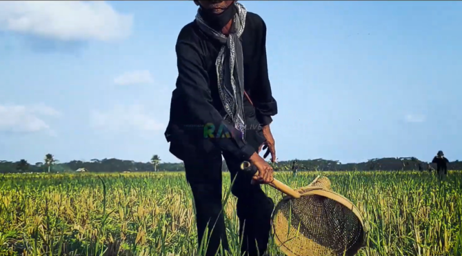 tradisi nampaling khas pangandaran