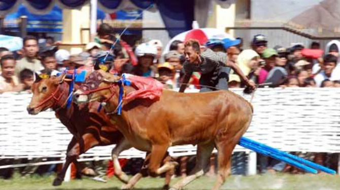 festival karapan sapi di pulau madura