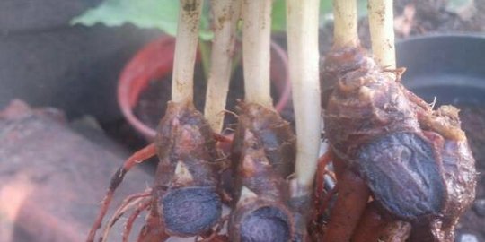 Manfaat Tanaman Obat Keluarga, Ketahui juga Pengertian dan Jenisnya