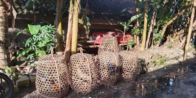 Terganggu Ayam Berkokok, Belasan Turis di Bali Bikin Petisi dan Mengadu ke Camat