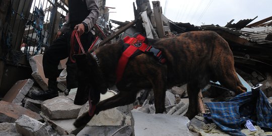 Perjuangan Anjing Pelacak K9 Mengendus Korban Kebakaran Depo Pertamina Plumpang