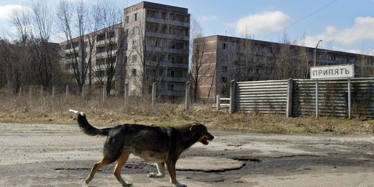 Kisah Populasi Anjing Ajaib Hidup di Area Radiasi Nuklir Ukraina, Begini Kata Ilmuwan