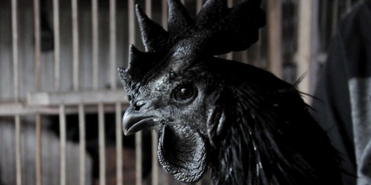 Melestarikan Si Hitam Cemani