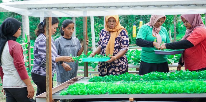 Kisah Sri Sukses Berkebun Hidroponik dengan Omzet Rp4 Juta di Ibu Kota Nusantara