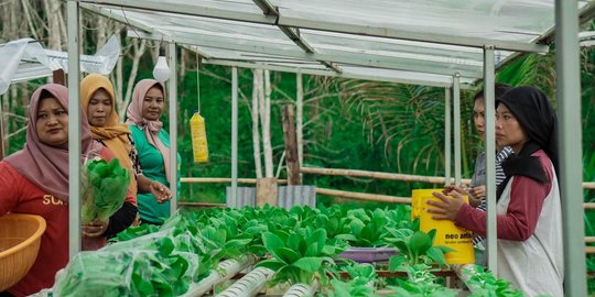 kisah sri sukses berkebun hidroponik dengan omzet rp4 juta di ibu kota nusantara