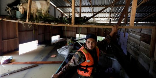 Relawan Ini Tanpa Lelah Selamatkan Hewan Ternak dan Kucing dari Banjir Parah Malaysia