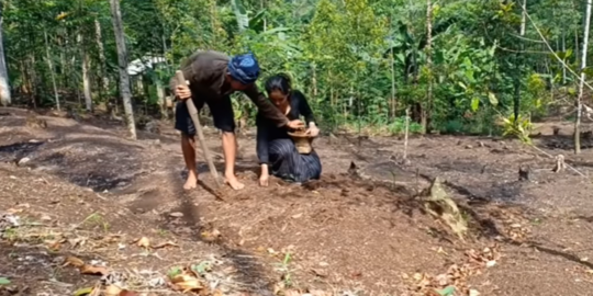 Warga Baduy Lebak Tak Pernah Kelaparan, Begini Cara Mereka Kelola Pertanian