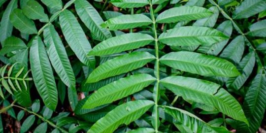 Mengenal Daun Sungkai, Tanaman Herbal Penangkal Penyakit dari Sumatra