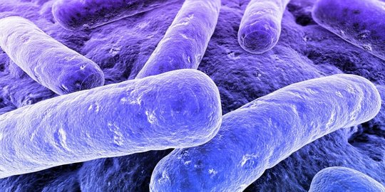 Mengenal Toksoplasmosis, Infeksi Parasit yang Berasal dari Kotoran Kucing