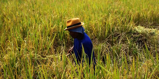 Jatim Panen Raya Padi Berkualitas tapi Petani Mengeluh, Ini Penyebabnya