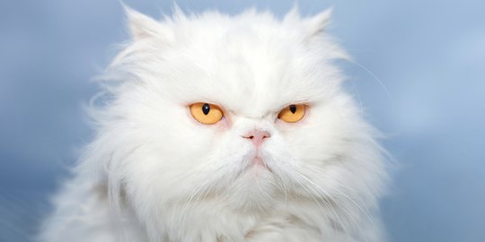 Cara Mengetahui Umur Kucing Persia, Berikut Penjelasannya