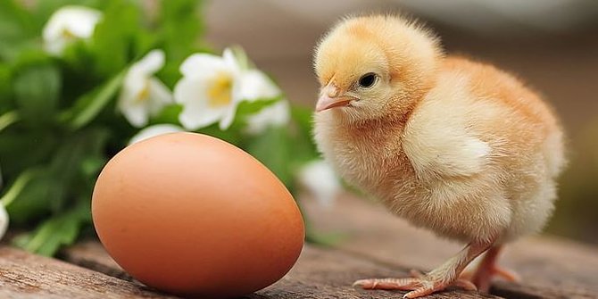 Bagian Mana dalam Telur yang Bakal Jadi Anak Ayam?
