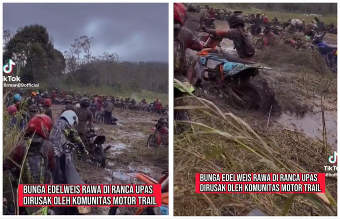 komunitas motor trail rusak kebun edelweiss di ranca upas