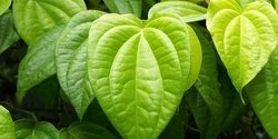 Manfaat Daun Sirih untuk Jerawat dan Cara Menggunakannya