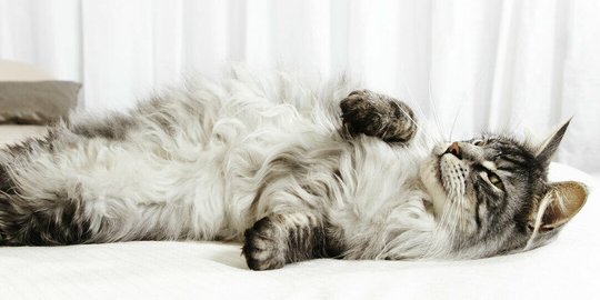 Arti Gerakan Ekor Kucing, Tanda dari Anabul yang Jarang Disadari oleh Manusia