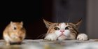 Kenapa Kucing Makan Tikus? Ini Alasan dan Bahayanya