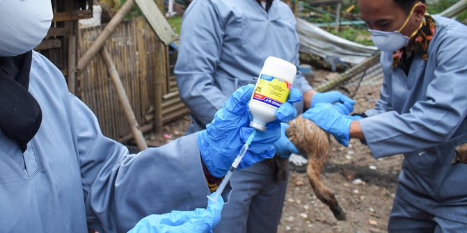 Cegah Penularan Flu Burung, Ratusan Unggas di Cimahi Divaksin