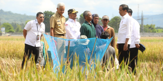 Petani Mengeluh Pupuk Mahal dan Langka, Jokowi: Ini Problem Semua Negara