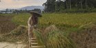 Mentan: Puncak Panen Raya Berlangsung Maret-April