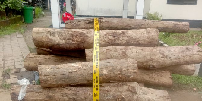 Tebang Pohon Sonokeling di Hutan, Tiga Warga Buleleng Ditangkap