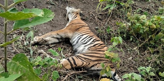 Harimau Sumatera Ditemukan Mati Terjerat di Aceh Selatan, Kondisinya Mengenaskan