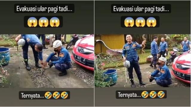 proses evakuasi ular sempat bikin tegang petugas damkar endingnya malah bikin ngakak