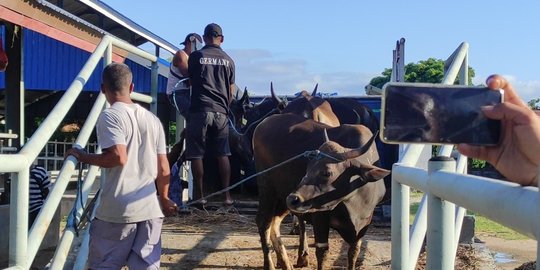 'Istimewanya' Sapi Asal NTT, ke Jakarta Naik Tol Laut dan Bakal Disambut Menteri