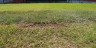 Kondisi Rumput SUGBK yang Rusak Setelah Dipakai Acara Konser Besar