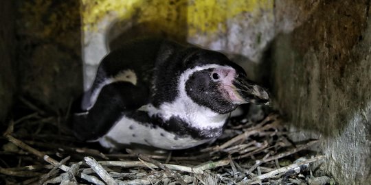 Melihat Perawatan Bayi Penguin di Ocean Dream Samudra Ancol