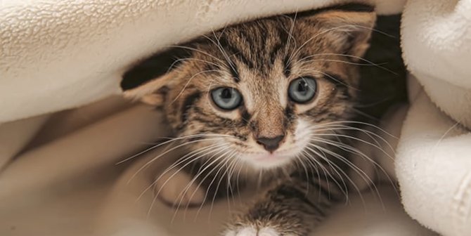 Tanda Kucing Takut dan Cemas, Pahami Penyebab dan Cara Mengatasinya
