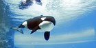 Kisah Kiska, Paus Orca Paling Kesepian yang Mati di Penangkaran