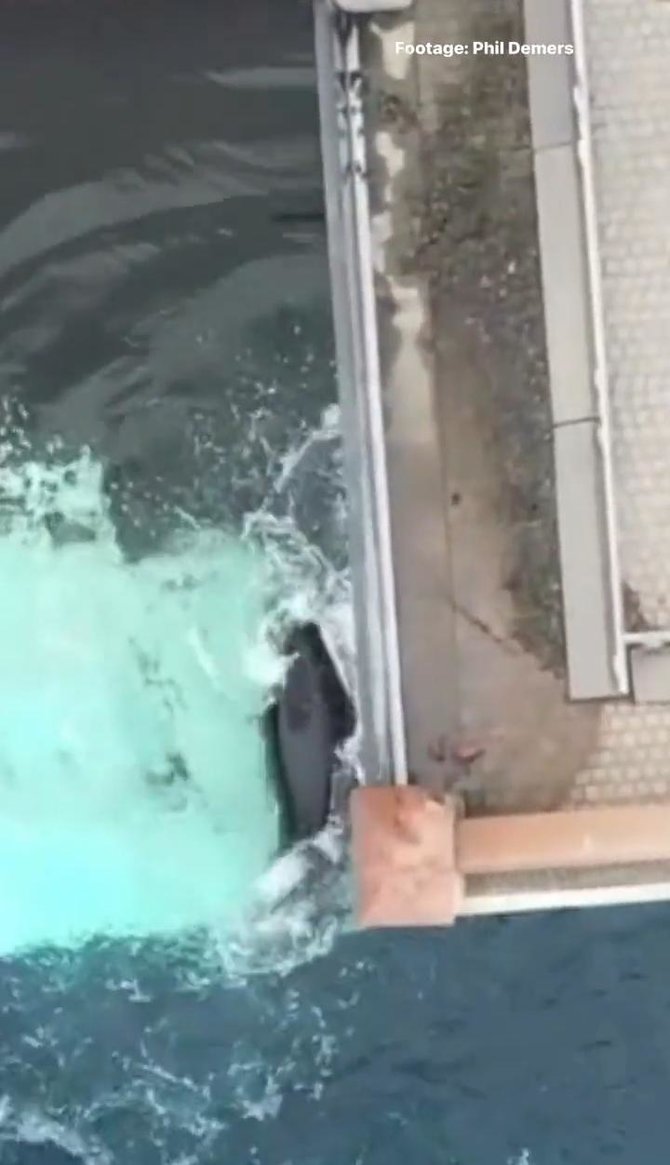 kisah kiska paus orca paling kesepian yang mati di marineland