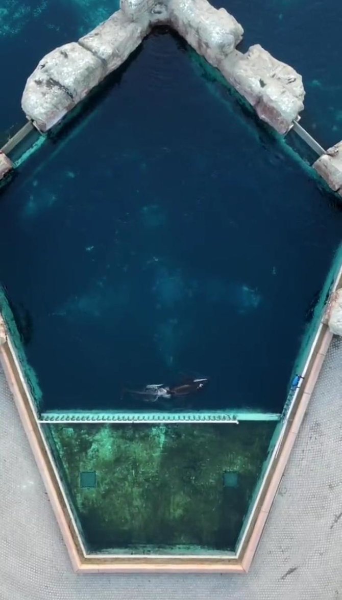 kisah kiska paus orca paling kesepian yang mati di marineland