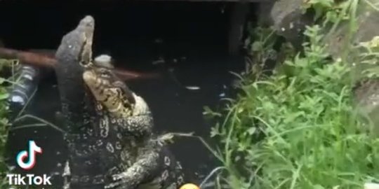 Viral Biawak Berpelukan di Got, Warganet: Masa Kalah sama Biawak