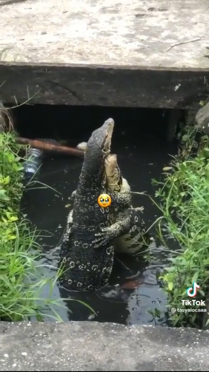 viral biawak berpelukan di got warganet masa kalah sama biawak