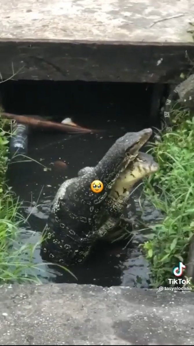 viral biawak berpelukan di got warganet masa kalah sama biawak