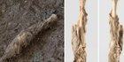 Temuan DNA Mumi Domba Berusia 1.600 Tahun Jadi Petunjuk Sejarah Peternakan