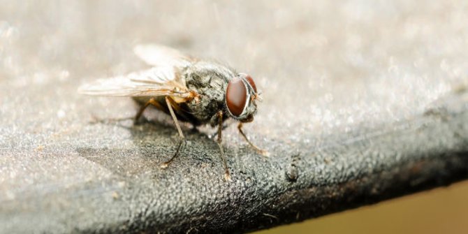 Cara Mengusir Lalat di Warung dengan Bahan Sederhana, Dijamin Ampuh