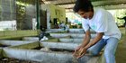Anak Muda di Banyuwangi, Kelola Setengah Ton Sampah untuk Budidaya Maggot & Pupuk