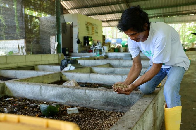 sekelompok anak muda di desa banyuwangi kelola setengah ton sampah untuk budidaya maggot