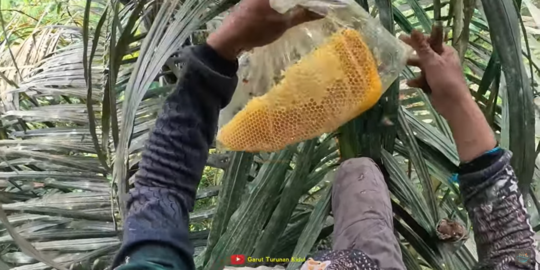 Tanpa Alat Pelindung, Intip Cara Orang Desa Garut Panen Lebah Madu di Ketinggian