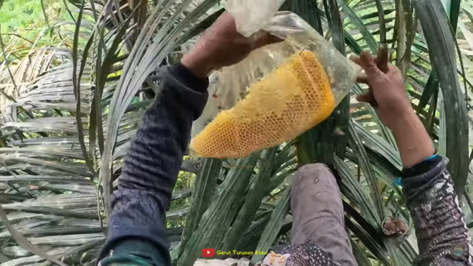 cara warga desa di garut panen madu di atas pohon