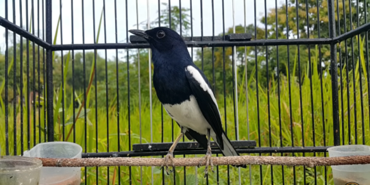 7 Makanan Burung Kacer Sehat Bernutrisi, Perlu Diketahui