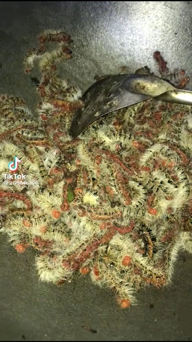 bikin merinding begini penampakan ulat bulu yang dimasak jadi tumis