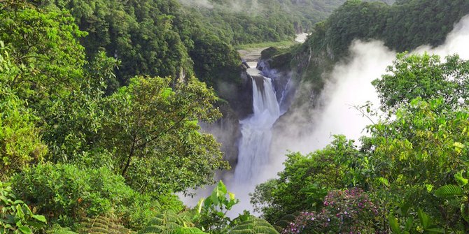 Setiap Spesies Punya "Tanggal Lahir", Lalu Kapan Hutan Pertama di Bumi Muncul?