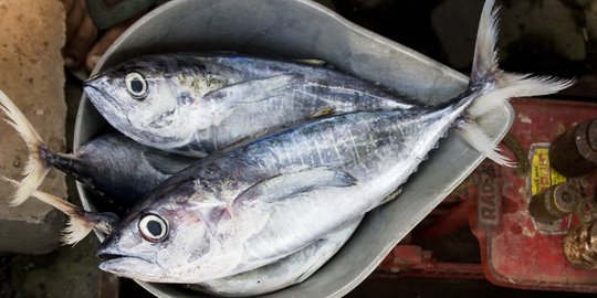 Update Harga Ikan Kembung yang Dikonsumsi Anak Sandra Dewi