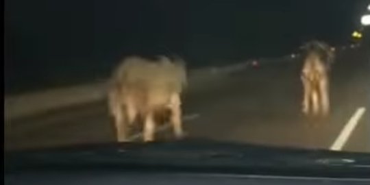 Viral Rombongan Sapi Lepas di Tol Cengkareng Arah Bandara, Ini Penjelasan Polisi