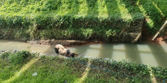 Satu Sapi Lepas di Tol Cengkareng Arah Bandara Berakhir Dipotong di Parit