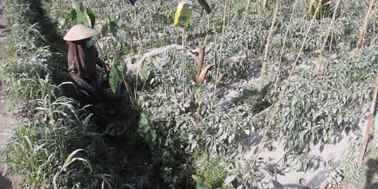 Erupsi Gunung Merapi Rusak 1675,6 Lahan Pertanian Hortikultura di Magelang